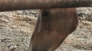 Cowboys - Part 2